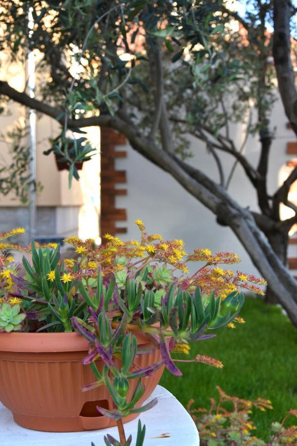 Greenvine Apartment Zadar Exterior photo
